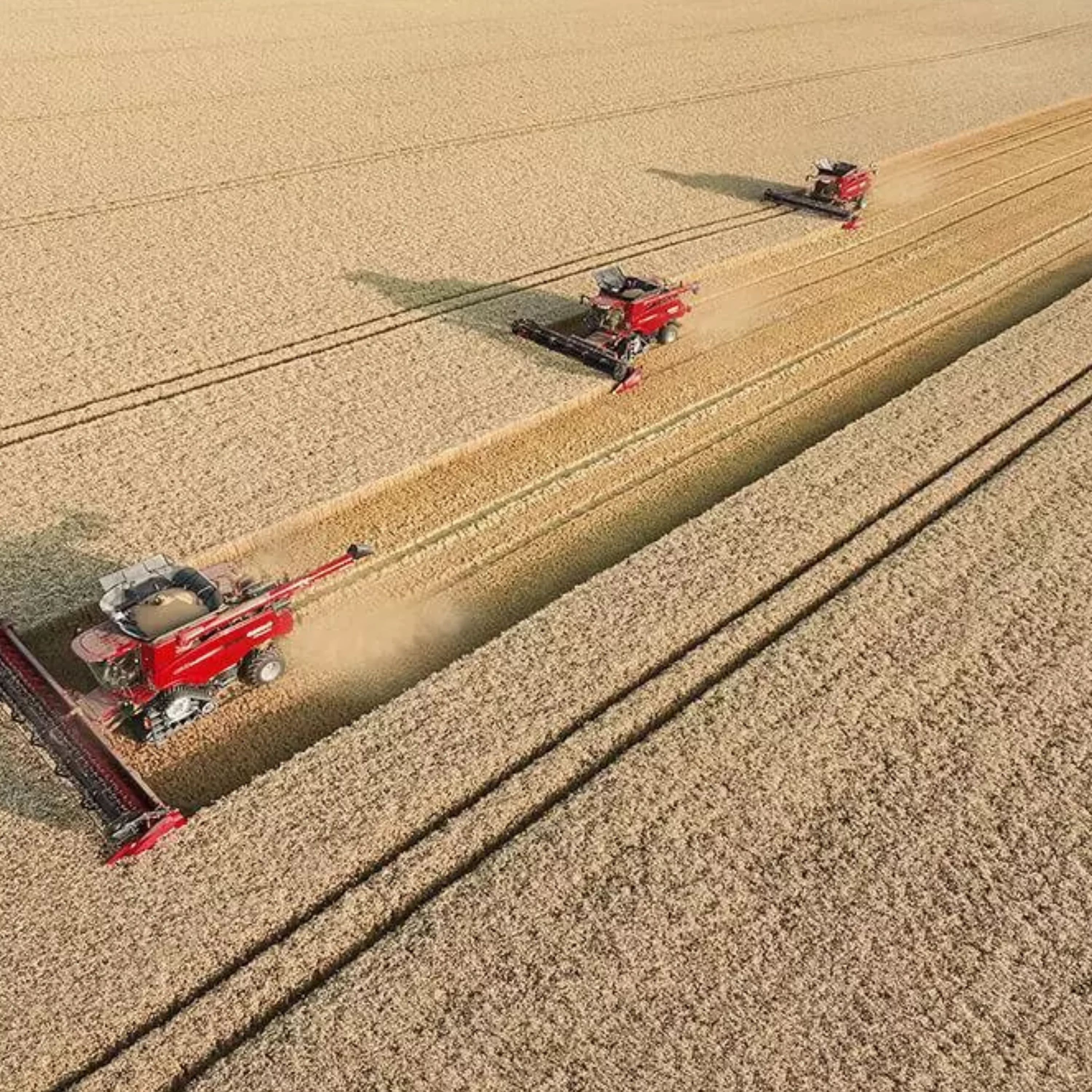 _qualité de grain - qualité 3.png