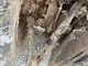 Tracteur CASE IH PUMA 165 CVX