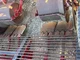 Arracheuse de pomme de terre GRIMME GT 300